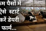 Cow Farming Business Plan