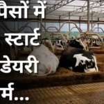 Cow Farming Business Plan