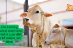 Cow Farming Business Idea Home