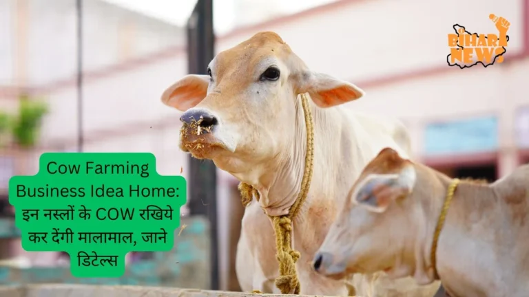 Cow Farming Business Idea Home